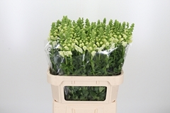 Antir Poto Ivory Wh 80cm