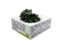 Fatsia Japonica Bs 25cm