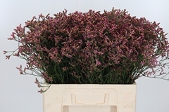 Lim Sin Sen Pin Beau 60cm 20gram