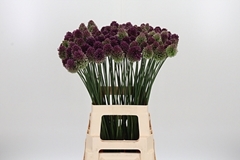 Allium Sphaerocephal 70cm