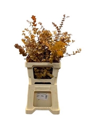 Eucalyp Klb Bs H% 70cm