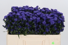 Ast Astee Dark Milka 50cm 15gram
