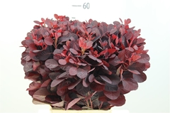 Coti C Royal Purple