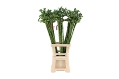 Lucky Bamboo Stem Spiral 90cm