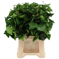 Hedera Other P Bs 60cm