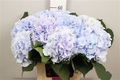 Hydr M Verena Blue 60cm 19cm Ø