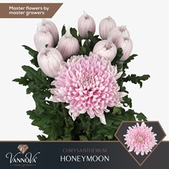 Chr G Honeymoon 70cm 105gram