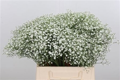 Gyps Zinzi Aboa 60cm 10gram