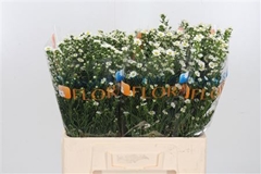 Ast Paquita 60cm 15gram