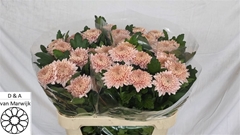 Chr G Marielle 75cm 95gram