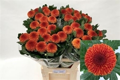 Chr G Kiev Bicolour 75cm 65gram