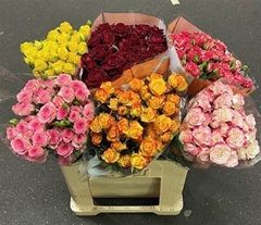 R Tr Mixed In Box 60cm 65+