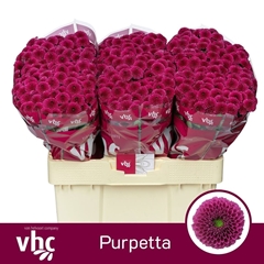 Chr San Aaa Purpetta 55cm 100g