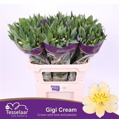 Alstr Gigi Cream 75cm 55gram
