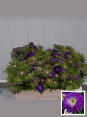 Callis Per Bos 55cm