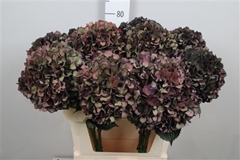 Hydr M Mag Ruby Cl P 80cm 23cm Ø