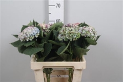 Hydr M Mag Rev Cl Bl 60cm 14cm Ø