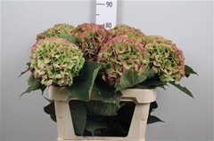 Hydr M Whi Verena Cl 80cm 24cm Ø