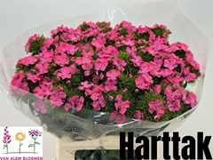 Di Barb S Will Pink 55cm 23
