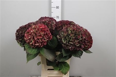 Hydr M Mag Opal Clas 70cm 22cm Ø