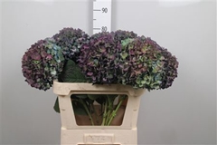 Hydr Ma Pimpernel Cl 80cm 22cm Ø