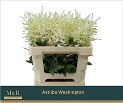 Astil Washington 55cm