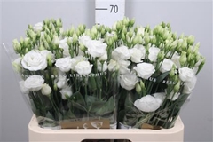 Eust G Rosita White 70cm