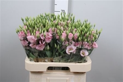 Eus E Claire L Pink 70cm