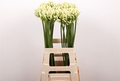 Agap Gletsjer 70cm