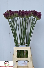 Allium Sphaerocephal 90cm