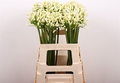 Agap Gletsjer 60cm