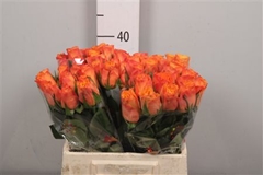 R Gr Confidential 40cm