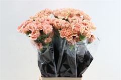 Di St Caramel 70cm 23