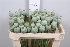 Papav Som Zaaddozen 65cm