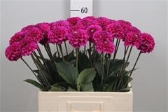 Dahl Purple Fox 60cm