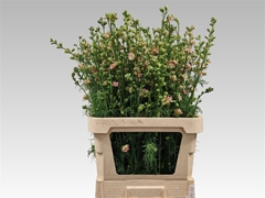 Delph Aj Rose 90cm 23