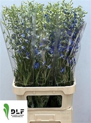 Delph En Volkerfried 100cm 34