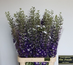 Delph El Elm Freude 100cm 23