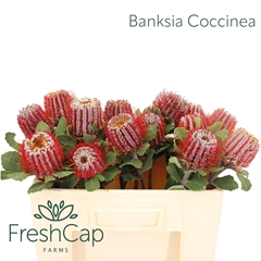 Banksia Coccinea 50cm