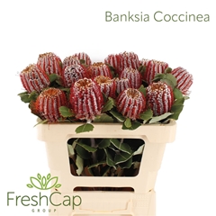 Banksia Coccinea 60cm