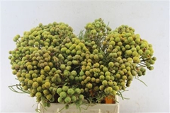 Berzelia Abrotanoide 40cm