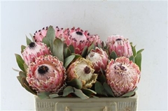 Protea Barbigera 50cm