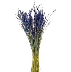 Lavandula Other 40cm 50gram