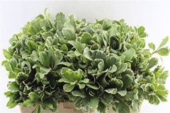 Pittosporum Ilan 50cm