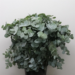 Euca Cinerea 70cm