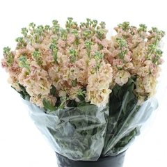 Matth Iron Apricot 60cm 24