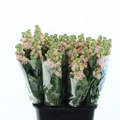 Matth Iron Apricot 65cm 24