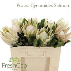 Protea Cynaroides 50cm