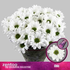Chr T Chic 70cm 80gram