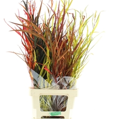 Eucalyp Klb Bs H% 70cm 200gram